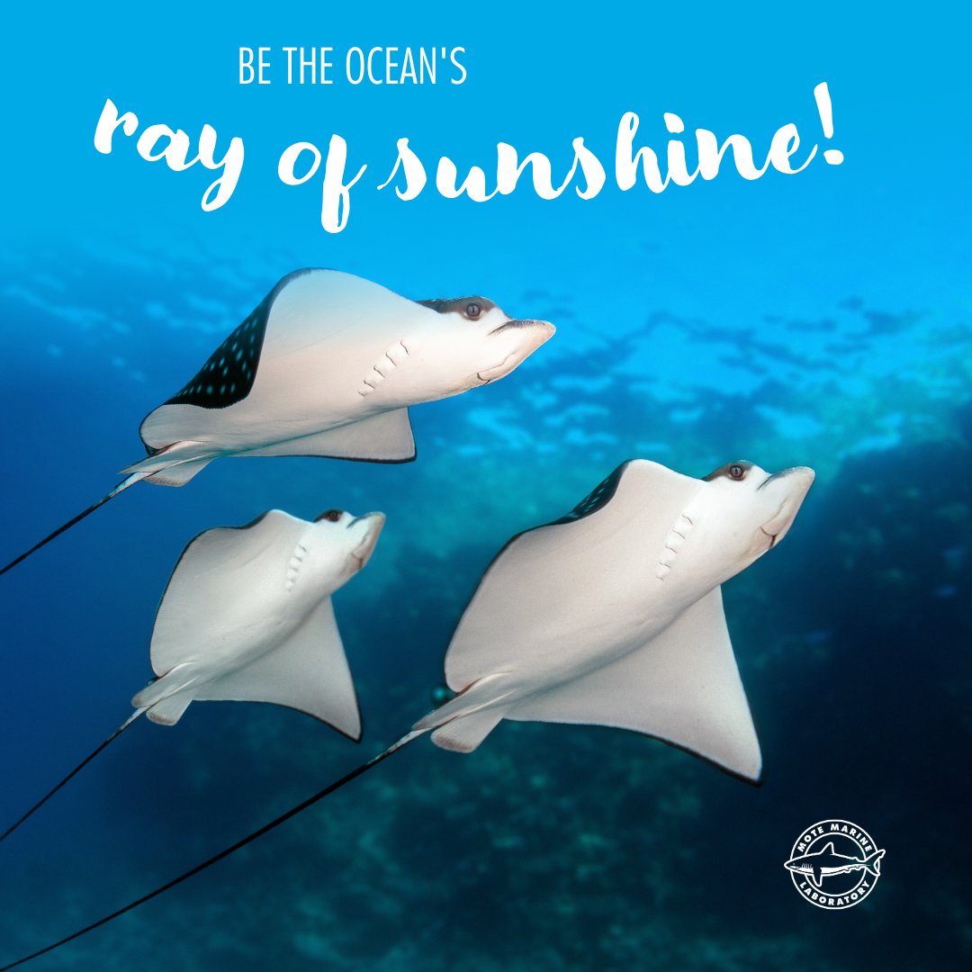 Be the ocean's ray of sunshine ☀️ This summer, help Mote scientists give the oceans a brighter future and be the ocean's ray of sunshine. Your support by June 30 will be MATCHED!
Support us today by visiting ow.ly/2QSo50OE7xA 
Help us keep oceans healthy  for our future 🌊