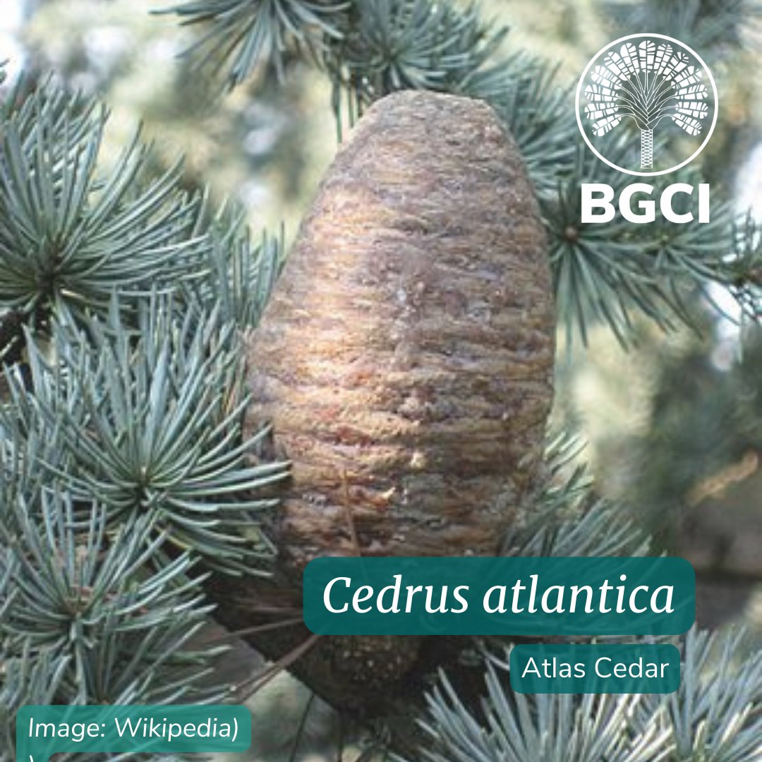 #DidYouKnow Cedrus atlantica, or Atlas cedar, is a member of the Pinaceae family. It is native to Morocco and Algeria. 
They are found on mountainsides and provide vital habitat to #endangeredspecies.
#PlantConservation #GlobalConservationNetwork #TreeConservation