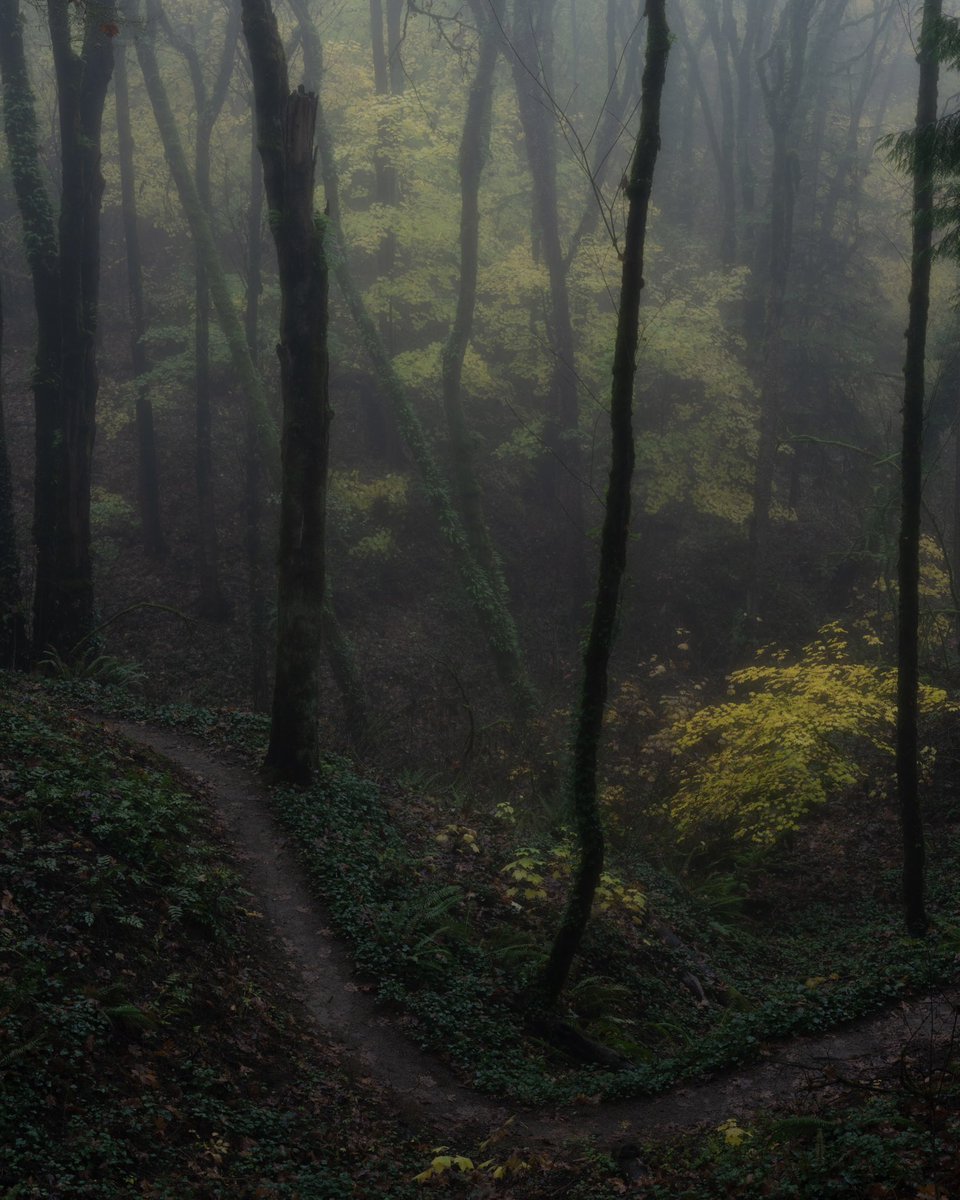 Good morning and happy Forest Friday! 🍁 Drop your tree photos below so we can all enjoy 🌲