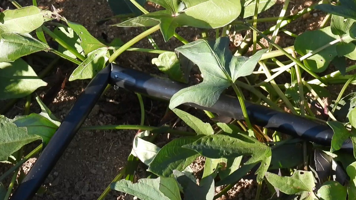 CIP Madagascar (@cip_madagascar) on Twitter photo We support vine multipliers to improve their productivity.
This week, two drip irrigation materials were installed in the Ampanihy commune.
<a href="/Cipotato/">International Potato Center</a>
<a href="/CGIAR/">CGIAR</a>
<a href="/USAIDMadagascar/">USAID Madagascar</a>
#SWRP We support vine multipliers to improve their productivity.
This week, two drip irrigation materials were installed in the Ampanihy commune.
<a href="/Cipotato/">International Potato Center</a>
<a href="/CGIAR/">CGIAR</a>
<a href="/USAIDMadagascar/">USAID Madagascar</a>
#SWRP