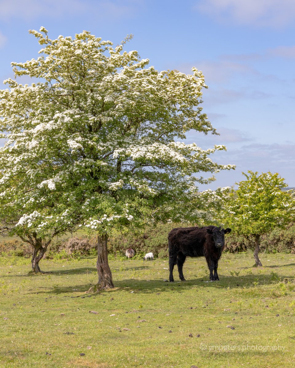 Hawthorn in Bloom on Bodmin Moor