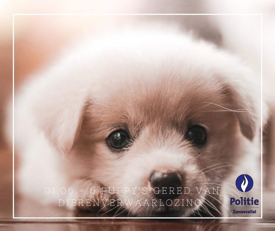 pz_zennevallei's tweet photo. 📆1/6 - 🧐 Controle in kader van dierenwelzijn.
6x 🐶 gered van dierenverwaarlozing.
#goedwerk #pzzennevallei https://t.co/4CaHnl9xps