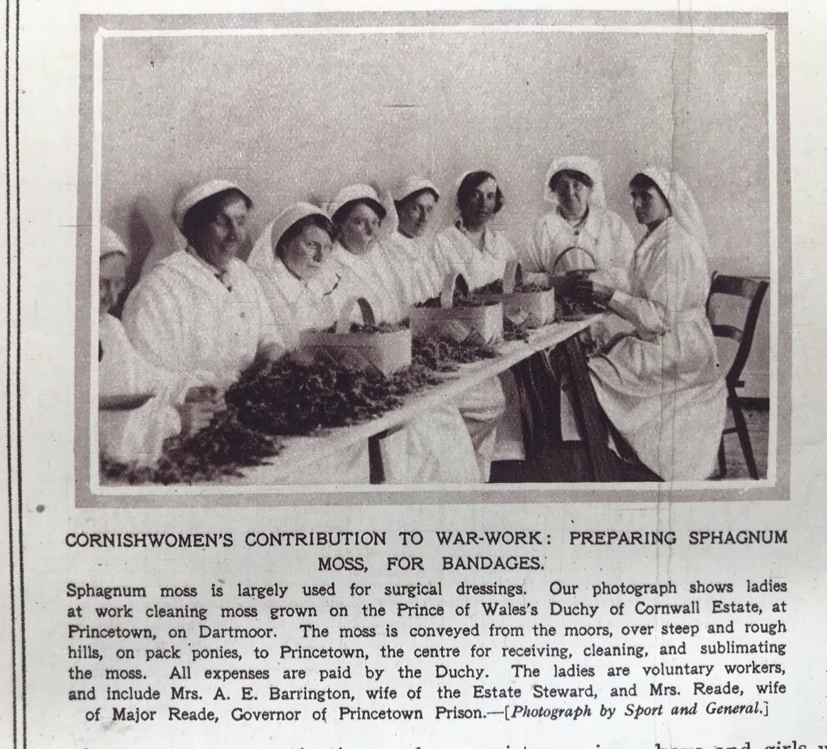 The wonders of sphagnum moss - Cornish moss prepared for bandages during the Great War
The Illustrated War News, June 20, 1917
#WorldPeatlandsDay