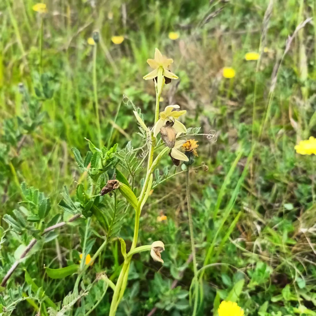 WildflowerUrban's tweet photo. Sainfoin and Spiders at Samphire!
 #EarlySpiderOrchids past their best but glad I managed to see them. 
On the other hand, the #Sainfoin is just starting to bloom and looking beautiful 😍 
That's 2 more flowers off the #30for30 list 
@SamphireHoe1997 https://t.co/1UUgnqtBmn