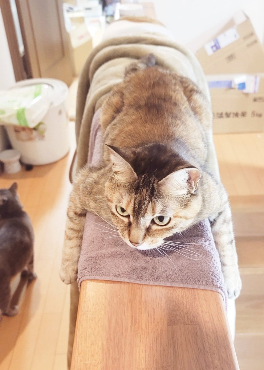 明日から何をアップしていこうかなと思ってるんだけど、まだ新作ヲタク生活漫画ができてないから、保護猫漫画のリバイバル上映（）にしようかな？

ネコは世界を救う…！ https://t.co/XjfRw5Kd9O