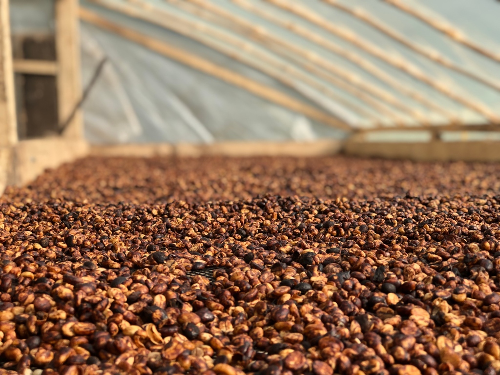 Produced by the smallholder coffee producers of the Inga community of Aponte, our Microlot offering Colombia Aponte Caturra Honey is packed with flavors of milk chocolate, cherry, Meyer lemon, and molasses.⁠

Hit the link to learn more!
bit.ly/3iJN17z