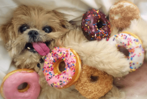 LCSD_News's tweet photo. Hole-y Moley! It's #NationalDoughnutDay 🍩 😋 
Yeah, yeah, yeah…we get it all the time about the doughnuts, but let’s make this about you! Who do you think has the best donughts? 
Retweet for Krispy Kreme 
❤️ for Dunkin' https://t.co/5nAzm6IvFW
