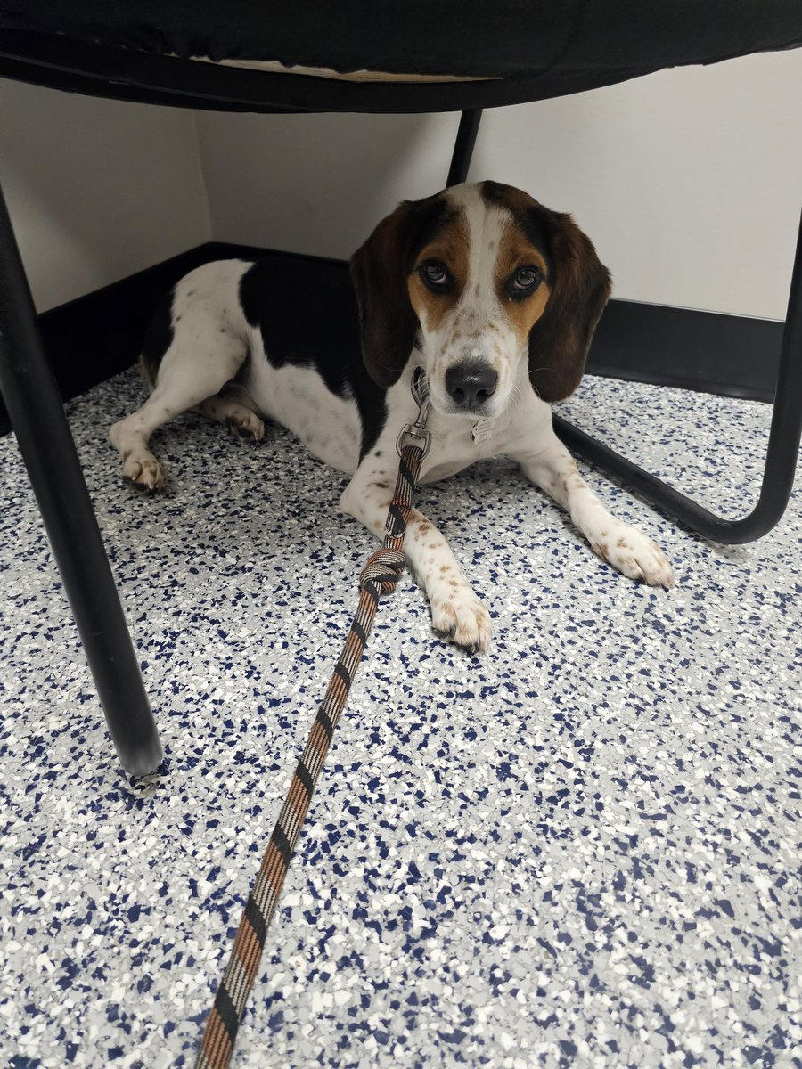 theheedless1's tweet photo. Send good vibes today, Frankie got into some things during the night and is now getting x-rays to check for an obstruction https://t.co/750JczNgwo
