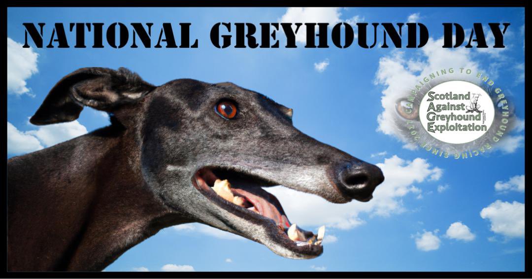 Happy National Greyhound Day! Hopefully soon all greyhounds in Scotland will be loved companions, not gambling commodities to entertain people on a Saturday night, no matter the risk. Please mark today by signing & sharing our petition here:

petitions.parliament.scot/petitions/PE17…

#CutTheChase