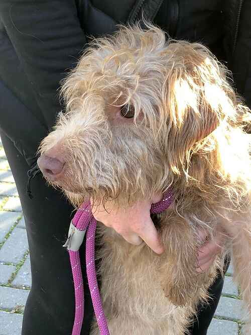 Please share to help Doodles find a home #KENT #UK 

Terrier aged 2. 
He is looking for an experienced, adult home as the only pet. 
He's been returned to the shelter, please give an extra share🌟
 
DETAILS or APPLY👇
lastchanceanimalrescue.co.uk/kennel/dog.php
#dogs #London