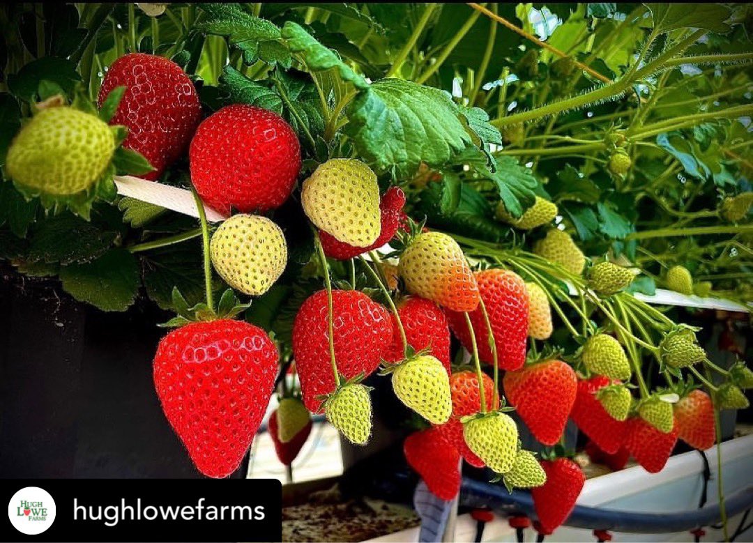 Foodari's tweet image. Have you enjoyed the first of the Kentish strawberries yet?

It’s so exciting to welcome back Kentish berries and we’re hoping raspberries will be joining them shortly! 💚🍓

Posted @withregram 

#foodies #passion #extramile #notyourordinary #helpkentbuylocal @producedinkent