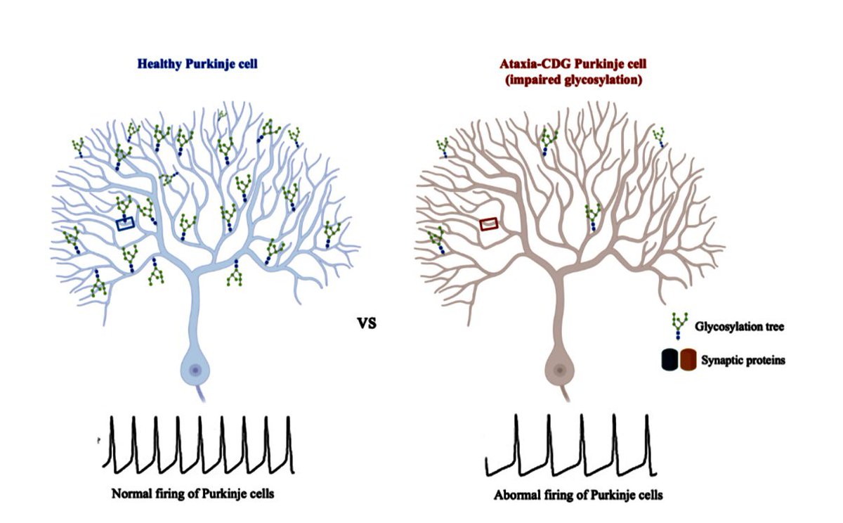 📢 Seeking a talented #PhD candidate to explore synaptic function in the cerebellum using electrophysiology and optical tools 🔬 Join our vibrant research team at Neurophysiology Lab 🧠 at @UniBarcelona and @UBneuroscience! Apply now! #Neuroscience #PhDPosition #SynapticFunction