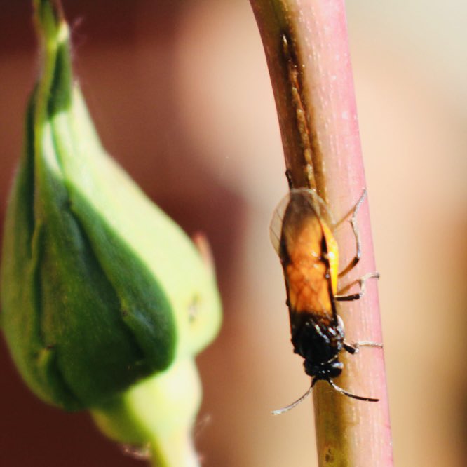 A large rose sawfly doing its worst on my favourite rose. 
Gorgeous little thing that carries an unwelcome payload!
#30DaysWild #insects #naturelover 
<a href="/GWandShows/">BBC Gardeners World</a> <a href="/WildlifeTrusts/">The Wildlife Trusts</a> <a href="/DWTWeyPort/">Dorset WildlifeTrust</a>