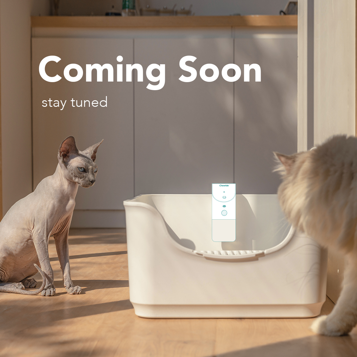 WHAT'S NEXT?🤔

#cheerble #comingsoon #petfamily #catsfamily #furbaby #furbabylove