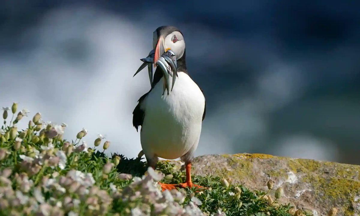 Un fraret amb tot ple de peixos capturats, a les illes Saltee, Irlanda.