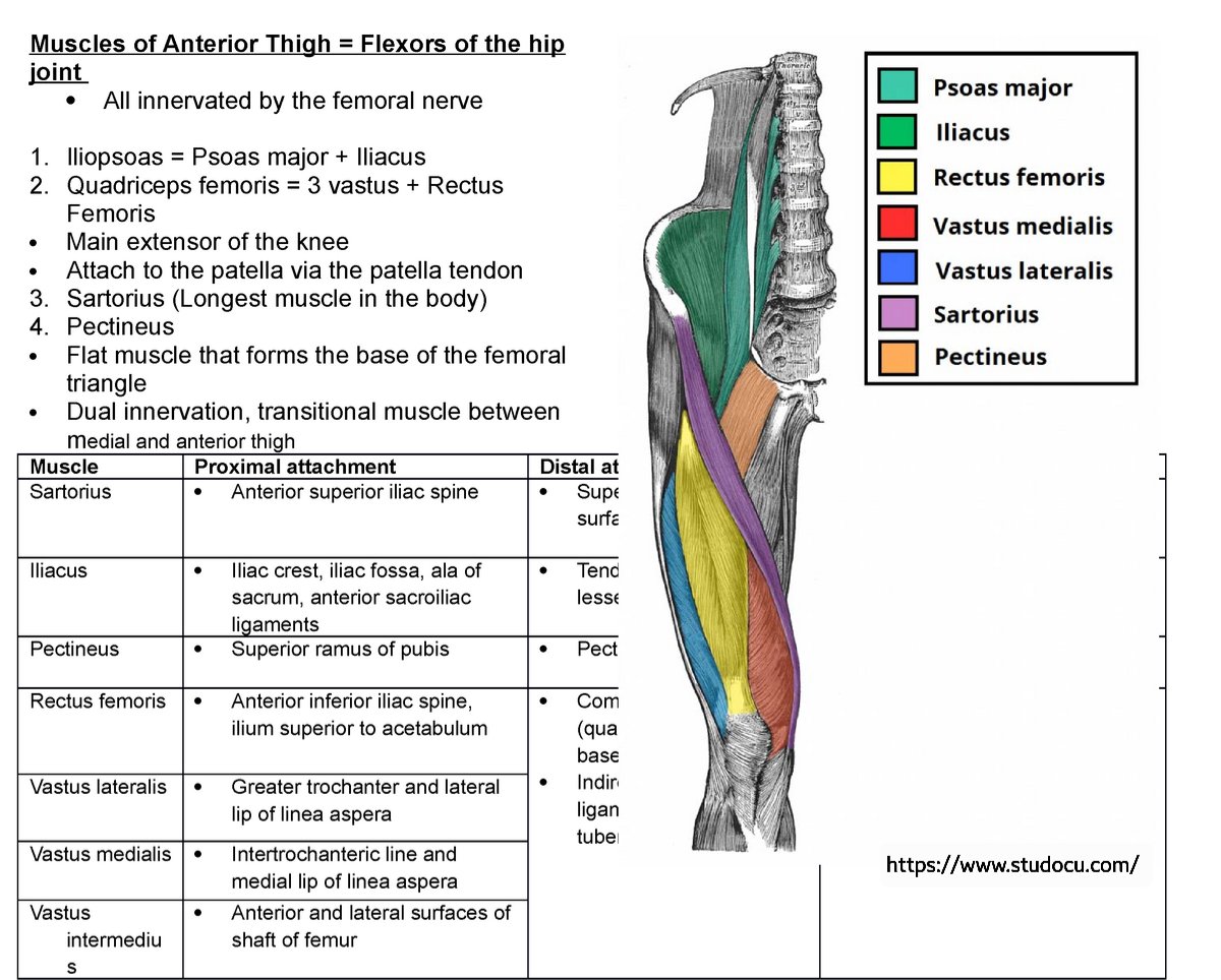 Obturator Externus Pectineus