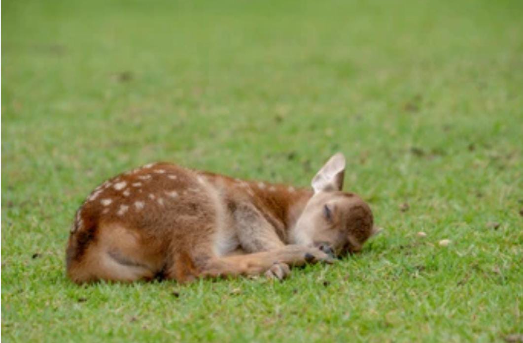 “En la medida en que la naturaleza se transforma en puro objeto para el hombre, en pura cosa utilitaria; deja de ser reconocida en tanto potencia para sí. ”
K.Marx