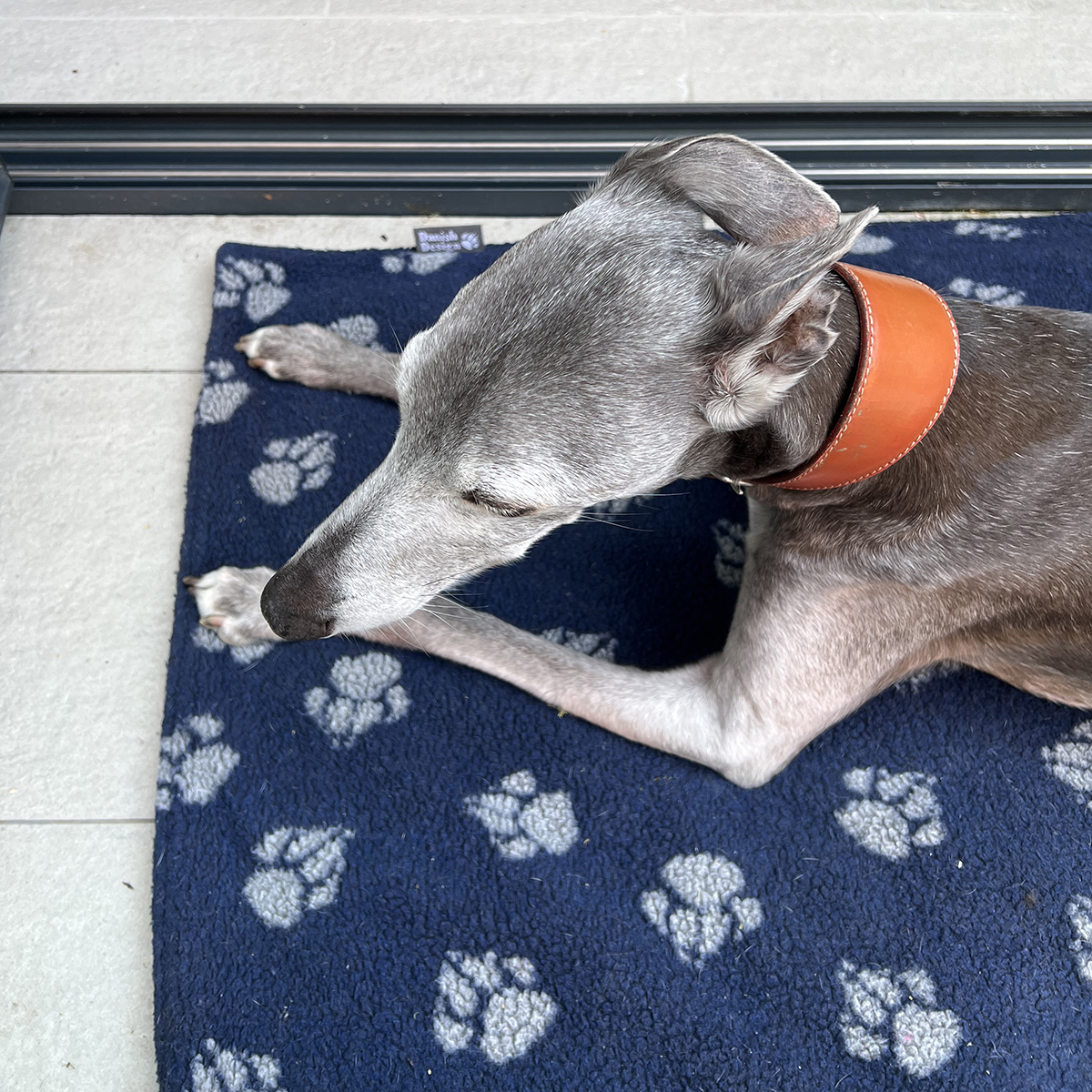Got to see this splendid whippet last Saturday, Mr Huckleberry