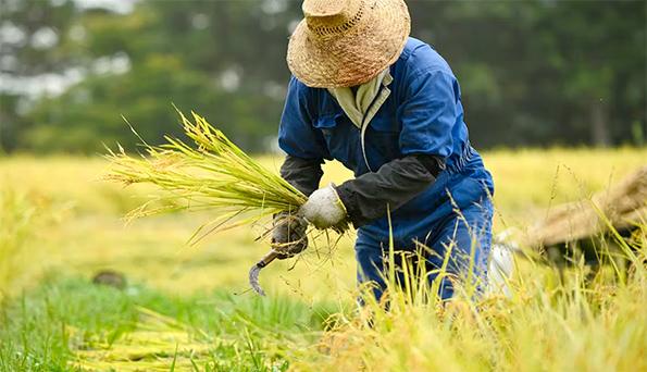 ✅ ¿Cómo fomentar el cultivo sostenible del #arroz para mejorar la seguridad alimentaria en Latinomérica?

El profesor Silverio Alarcón enumera algunas medidas que podrían aumentar la adopción de prácticas productivas y sostenibles.

➕etsiaab.upm.es/?id=b5a152b2e2… 

#investigaETSIAAB