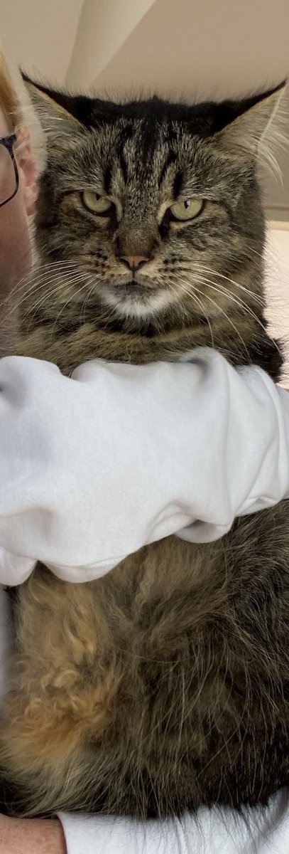 KittyKatLoki's tweet photo. @SlenderSherbet Definitely a judgmental vibe from my cat. https://t.co/SPWMy26DXm