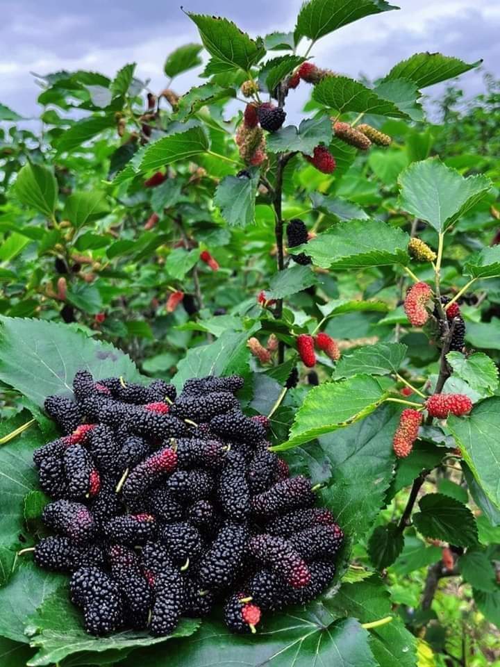 namonocarol (@nickcarol1991) on Twitter photo Wine doesn't have to be expensive to be delicious. Our affordable mulberry wine is the perfect choice for any occasion. #mulberry berry harvest for wine production. #sericulture <a href="/TridiUganda/">TRIDI-UGANDA</a> <a href="/cwmasiga/">Clet Wandui Masiga</a> <a href="/KagutaMuseveni/">Yoweri K Museveni</a> <a href="/AnitahAmong/">Anita Annet Among</a> <a href="/DrMusenero/">Dr. Monica Musenero Masanza</a> <a href="/RobinahNabbanja/">Rt. Hon. Nabbanja Robinah. PRIME MINISTER</a> Wine doesn't have to be expensive to be delicious. Our affordable mulberry wine is the perfect choice for any occasion. #mulberry berry harvest for wine production. #sericulture <a href="/TridiUganda/">TRIDI-UGANDA</a> <a href="/cwmasiga/">Clet Wandui Masiga</a> <a href="/KagutaMuseveni/">Yoweri K Museveni</a> <a href="/AnitahAmong/">Anita Annet Among</a> <a href="/DrMusenero/">Dr. Monica Musenero Masanza</a> <a href="/RobinahNabbanja/">Rt. Hon. Nabbanja Robinah. PRIME MINISTER</a>