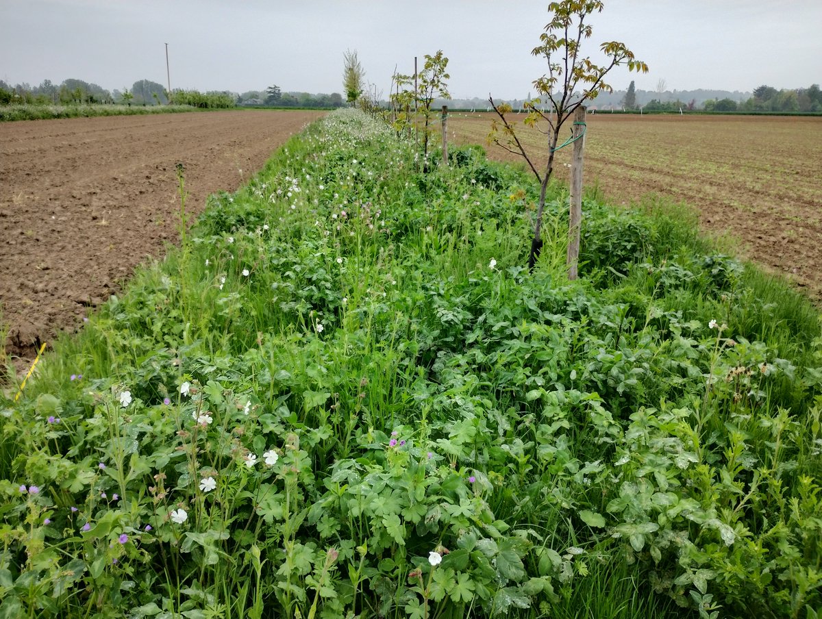 Boomstroken #agroforestry vorig jaar rood en blauw, dit jaar wit en paars op
<a href="/Praktijkpunt/">Praktijkpunt Landbouw Vlaams-Brabant</a>
Nuttige randen voor het aantrekken van natuurlijke vijanden.
<a href="/DepartementLV/">Landbouw en Visserij</a>
<a href="/OmgevingVL/">Departement Omgeving</a>
