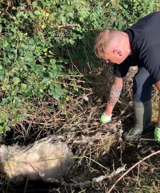 HoranPowerEng's tweet photo. We always go above and beyond on our solar farm site visits. Like the time Matthew skilfully rescued Brambles the sheep from a ditch #HPE #Hero #FBF #FlashbackFriday #Solar #GreenEnergy https://t.co/hWhthwzDac