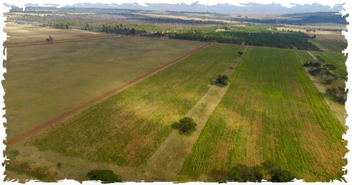 terragrn's tweet photo. These photographs give you a birds-eye view of TERRAGRN’s pilot site in Mpumalanga, South Africa.

We are now completing our pilot planting with the final bamboo, fruit &amp; nut trees, berry bushes, fire-breakers, alley plants, windbreaks &amp; IPM plants being planted.

#TERRAGRN https://t.co/kJIKEQknoJ