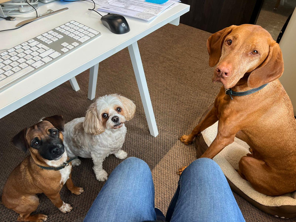 brandanddeliver's tweet image. Our furry colleagues have spoken! It's 'National Leave The Office Early Day', so we listened to their adorable pleas and are wrapping up work early as a reminder to enjoy a well-deserved weekend.

#leavetheofficeearlyday #officedogs #officedoglife #fridayfun
