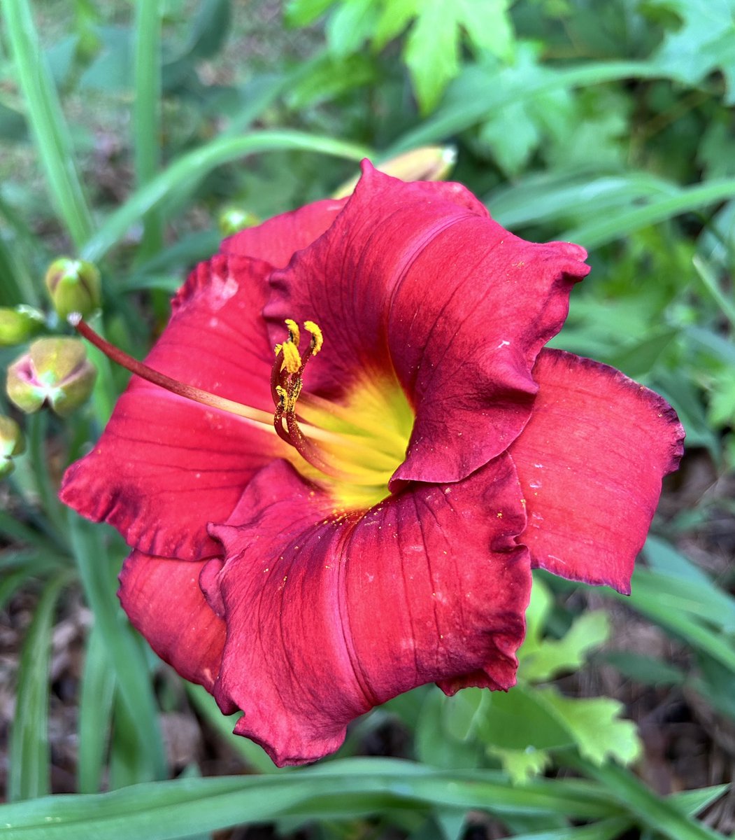 #FlowersOnFriday is this sizzling hot fire engine red #Hemerocallis in #mygarden this is a reliable rebloomer and holds that color without fading ❤️‍🔥😃

#DailyBotanicalBeauty #Daylily #flowerphotography  #Gardening #RedFlowers  #GardeningTwitter #TodaysFlowers
