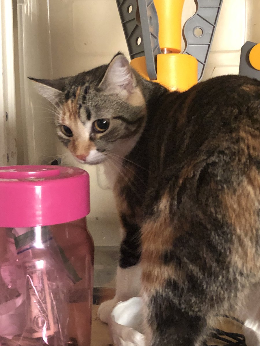 _____BASIL___'s tweet photo. Money!? #cats #cat #CatsOfTwitter #CatsOnTwitter #kittens #kittenblog #kitten #catblog https://t.co/3mDj7ebcUh