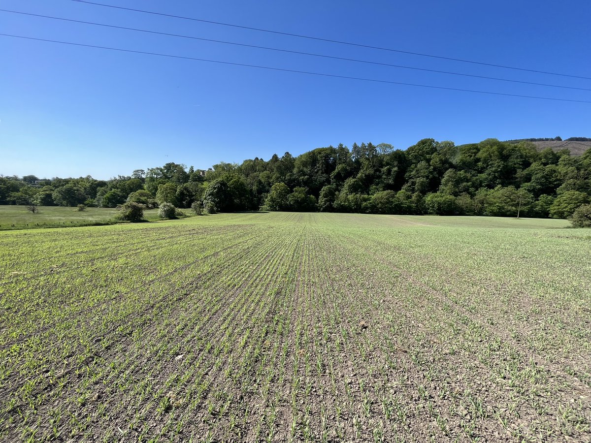 Agronomysilvers's tweet image. Happy Friday everyone ☀️☀️☀️ @AgriiUK #hacker #springbarley #cropwalkingfriday
