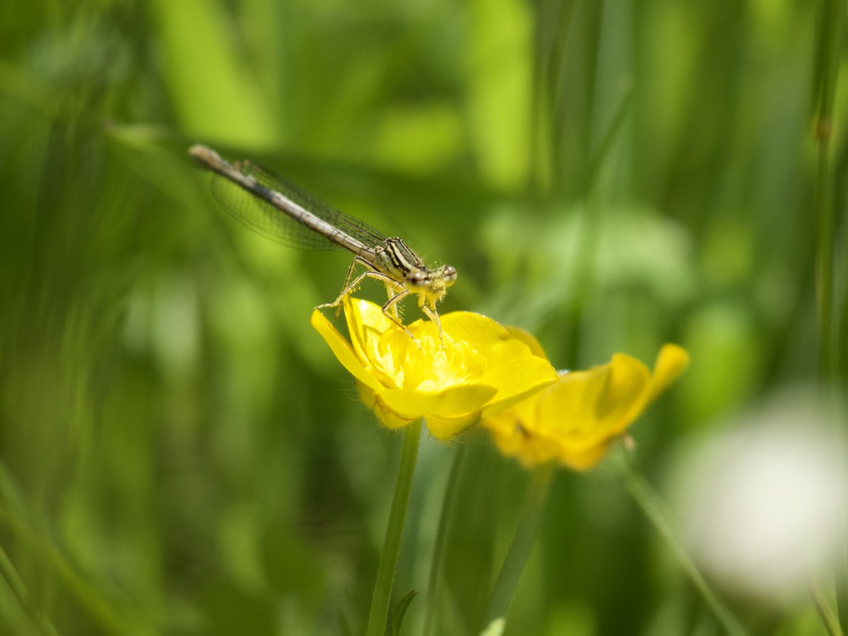 It's #LoveYourBurialGroundWeek run by Caring for God's Acre. Churchyards are havens for nature as well as peaceful places to visit. We are fortunate to have a churchyard bordering our gardens & offering a lovely space for guests and wildlife to enjoy. @godsacre @highweald