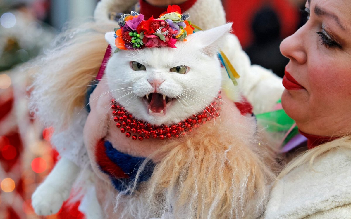 What fed-up Ukrainian cat are you today?