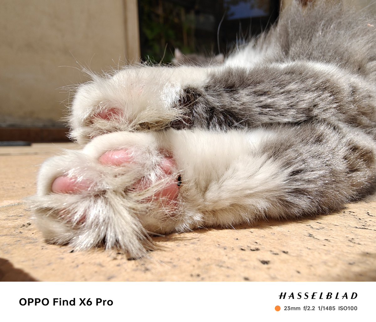 An hard pick for the OPPO Find X6 Pro 🥰

#oppo #oppofindx6pro #jack #cats #weekend #ShotOnOppo #ShotOnSnapdragon