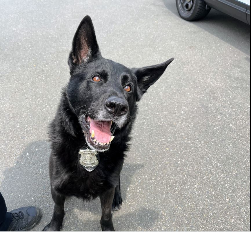 Recently retired Vernon police dog Tengo dies after 'stellar career' 
😢RIP, Tengo. You have wings now.
Condolences to Officer Jeff Condon and the VPD
registercitizen.com/news/article/t…
#ThinBlueLine #K9 #dog #police #WaronDrugs #dogsoftwitter #OPLive #OnPatrolLive