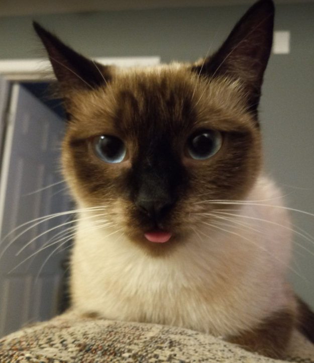 ThatBalloonCat's tweet photo. @hankgreen Blep = ❤️ https://t.co/94qlubxlHN