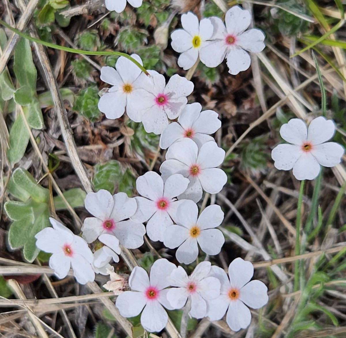 monrevetours's tweet photo. #flower #bogdkhan #mountain #bogdkhanmountain #zaisan #monrevetours #summer #blume #꽃 #fleur #hana #花 #hoa #ดอกไม้ https://t.co/GV4Mg9UJFL