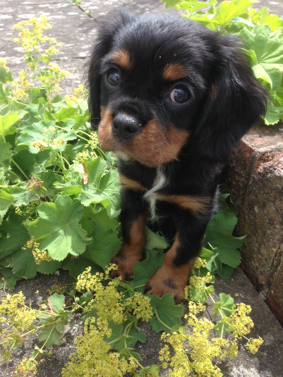 #Neverforgottenfriday Boris ❤️❤️❤️❤️❤️ always in our hearts #cavpack