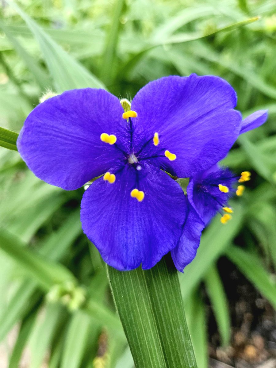 ddstein's tweet image. Inspiration may be right in your backyard.

#Vision.Driven. #inspiration