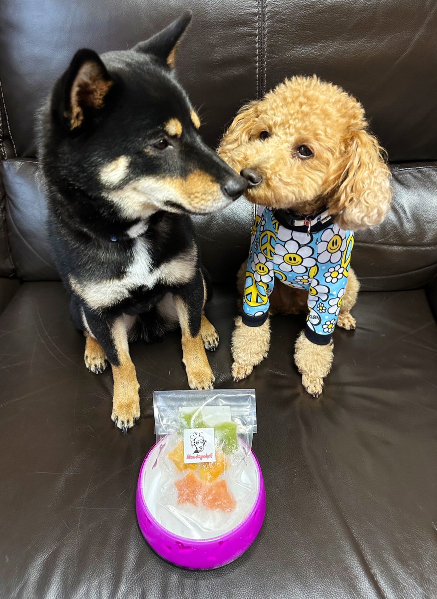 Gin_kuroishiba's tweet photo. idea dog chefさんの
3種類のヨーグルトアイス🧊✨
おいしかったね🤤💓
また食べようね💕
#柴犬
#黒柴
#トイプードル
#ideadogchef
#おやつ
#ヨーグルトアイス
#美味しかったね https://t.co/rxdlGjlP1A