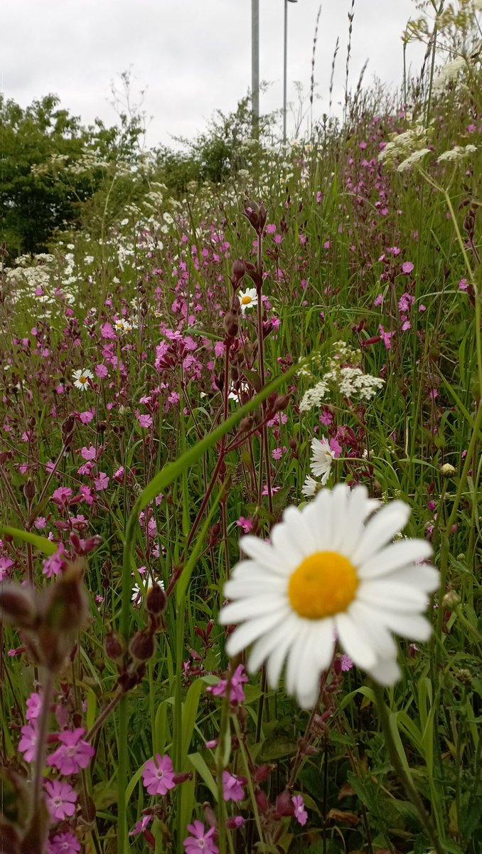 Tee09363412's tweet photo. Started the day going for a run with Bertie🏃‍♀️ Loving the flowers down the bypass 🌼🌺. https://t.co/h6Qk2Np1Ro