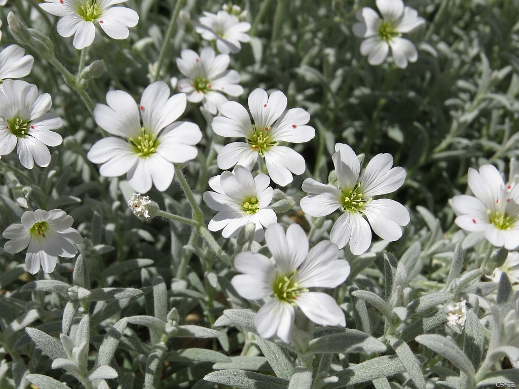 Filziges Hornkraut, Teppich-Hornkraut
Nelkengewächs (Caryophyllaceae)