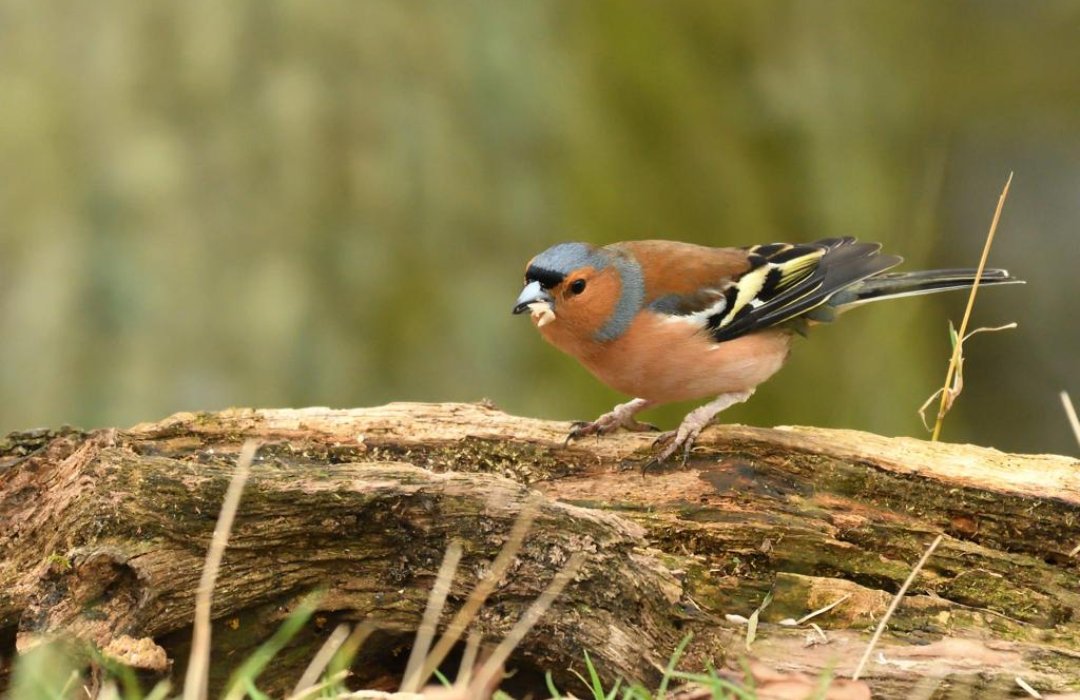 It's #daytwo of the #30dayswild challenge! 🎉

Today, we are sharing this handsome male Chaffinch foraging for food. One of the most widespread and abundant birds in Britain and Ireland, they live on a diet of insects and seeds.

#habitatregeneration #thewildlifestrust #chaffinch