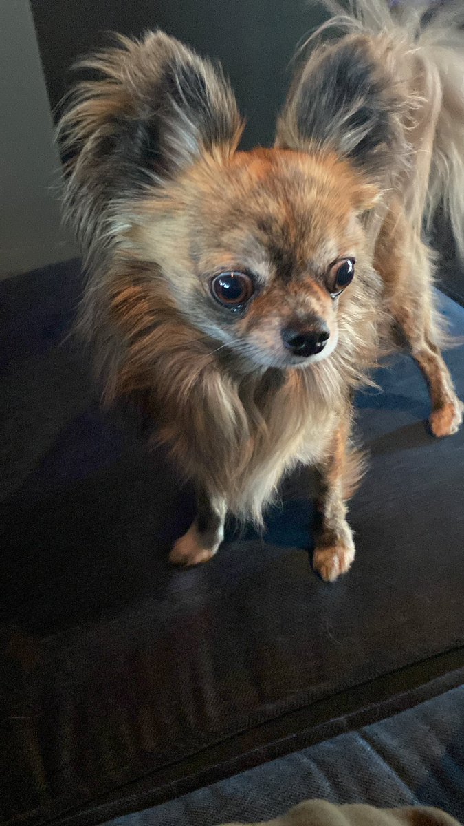 locust9's tweet photo. help i am dog https://t.co/XkS36M49pO