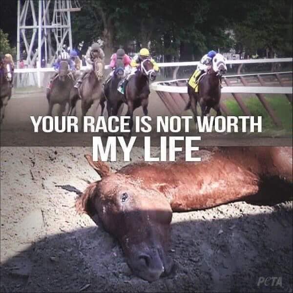 Proof its all about the £ & ZERO concern for the horse, if 1 tripped, went lame, they'd be dragged along til👀 this is disgustingly 💔 #BanHorseRacing @AnimalAid @YouBetTheyDie horses & greyhounds run to death for £s #BoycottHorseRacing horsedeathwatch.com #AnimalAbuse @peta