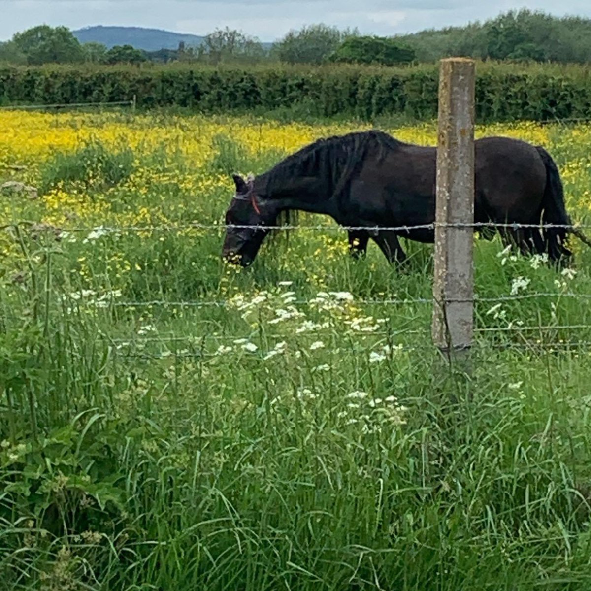 @BHS_UK this is the last photo I took of my beloved Fell pony. I was cycling to see him and stopped because he looked so beautiful. On 19th April he told me it was his time and he told me where. He passed peacefully but my heart broke #HorseHumanBond #fellpony #truelove
