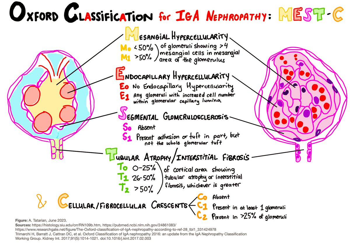 It’s #PathFigureFriday! 🅰️ Here I share diagrams for concepts I’m learning. ✍🏼 Please add any comments, corrections, or creations of your own! 📚 #PathTwitter #NephTwitter #PathArt
 
Suggestion: @ziad_zaatari 

🔜There’ll be a brief Figure Friday hiatus while I study for #Step2!