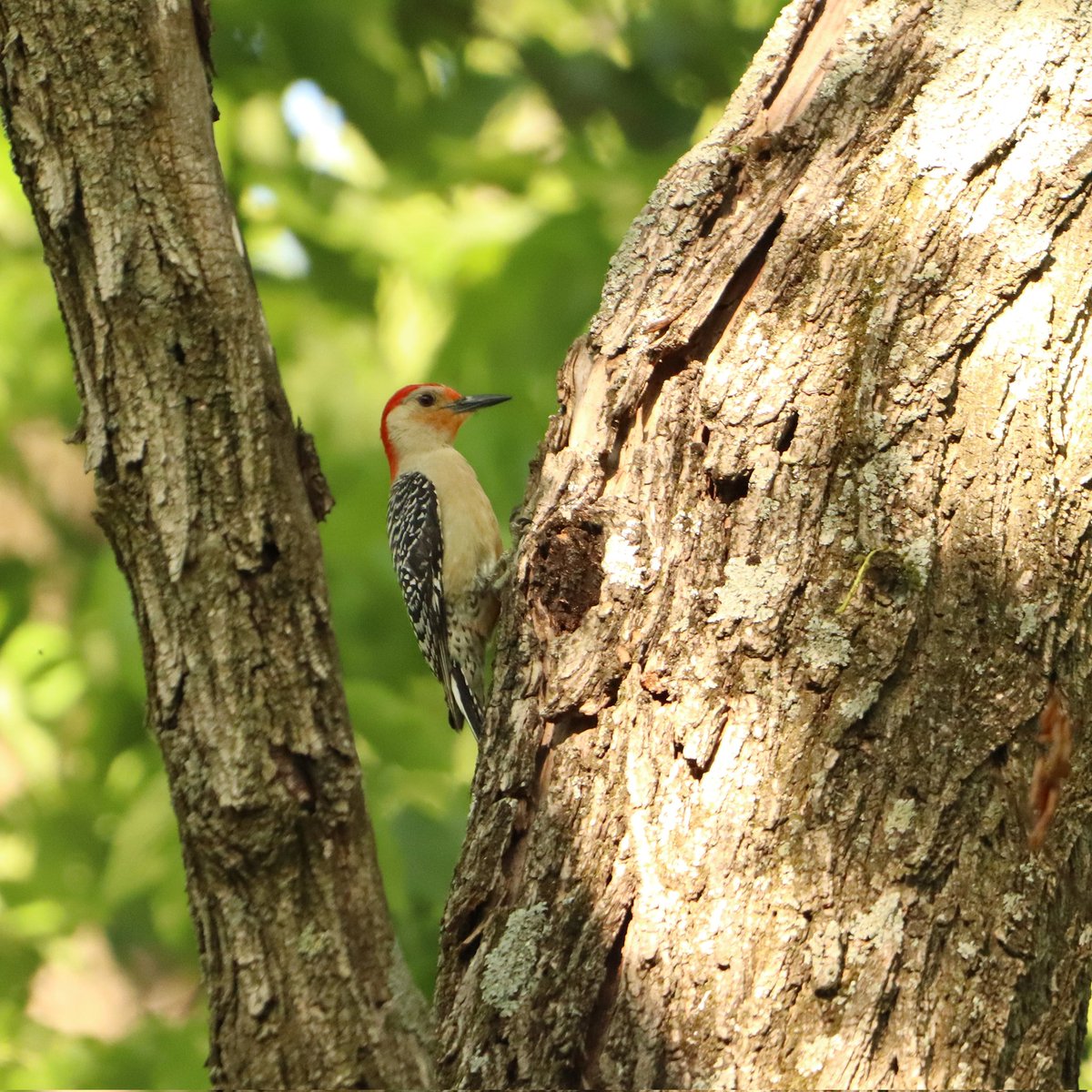 Still my favorite woodpecker! ❤️
#redbelliedwoodpecker #redbelliedwoodpeckers #woodpecker #woodpeckers #ohiobirding #beavercreekohio #beavercreekbirding #birds #beavercreek  #ohiobirdworld #ohiobirdlovers #ohiobirds