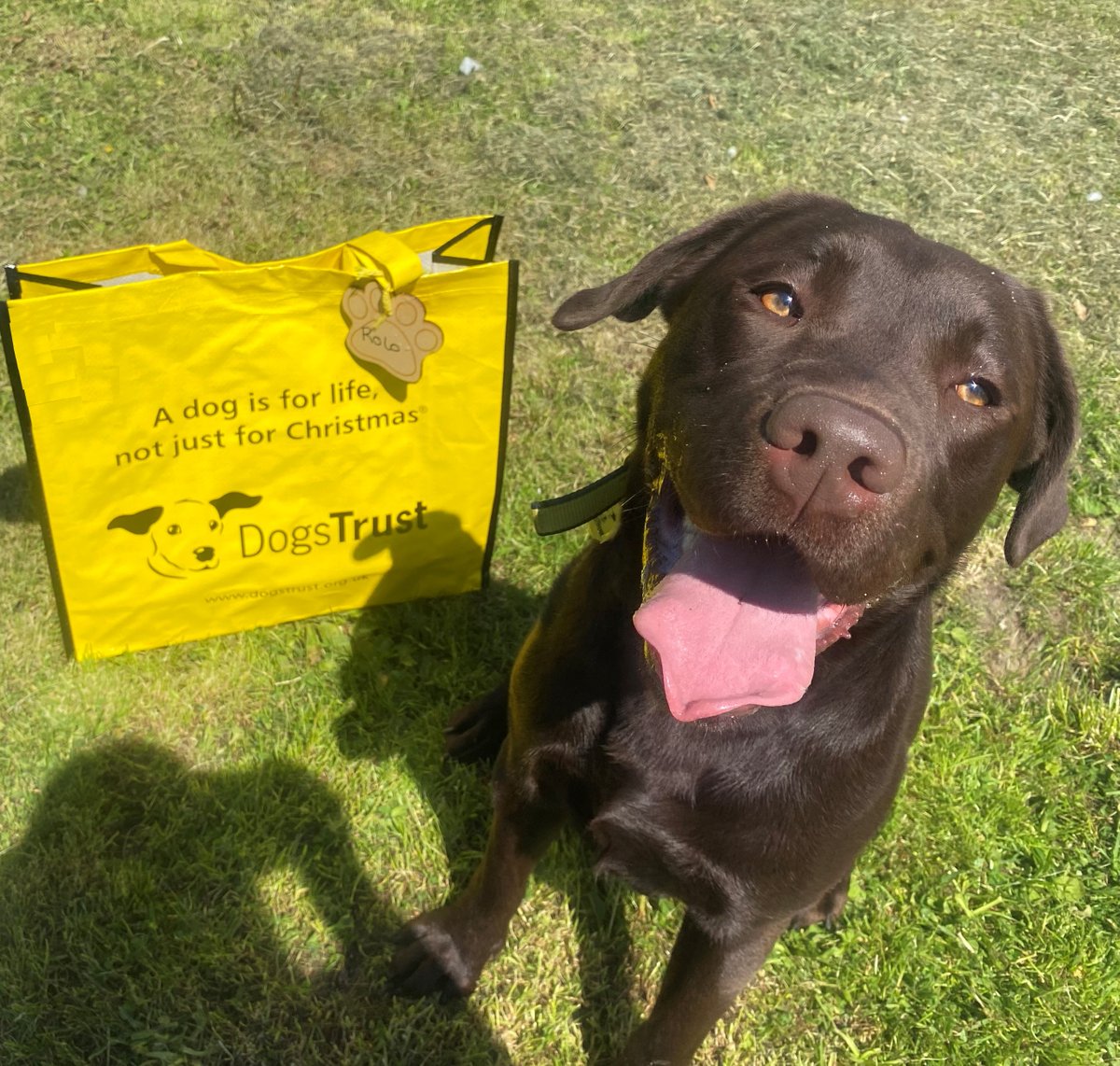 Handsome lad Rolo 🐶 was smiling from ear to ear 😀 as he got to pack up his big yellow bag 🛍️ and head off to his forever home 🏡 

Time to play in the garden 🐾 with his new paw-rents 💛 

#bestdayever #fridayfeeling #bagspacked #BigYellowBagDay #chocolatelab #adoptdontshop
